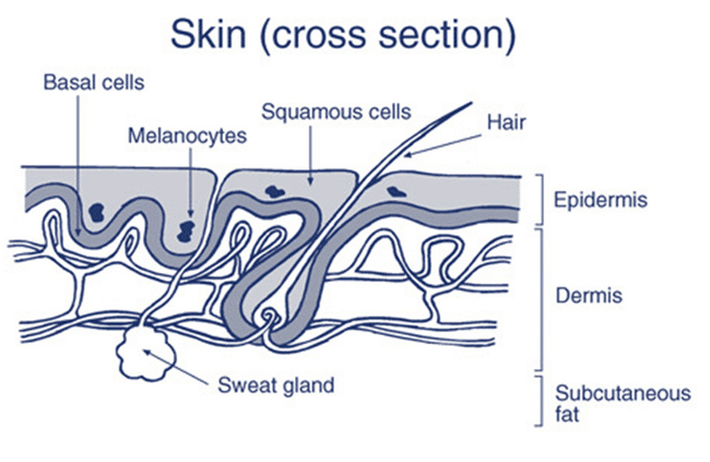 Skin cross section